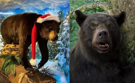 ¿Quién da más? Museo de Ripley busca comprar "Cocaine Bear" para su colección