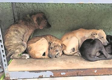 ¿Cómo denunciar maltrato animal?