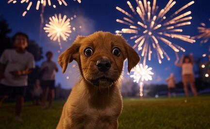 Estrés severo y daños físicos; los efectos de la pirotecnia en animales, según la UNAM