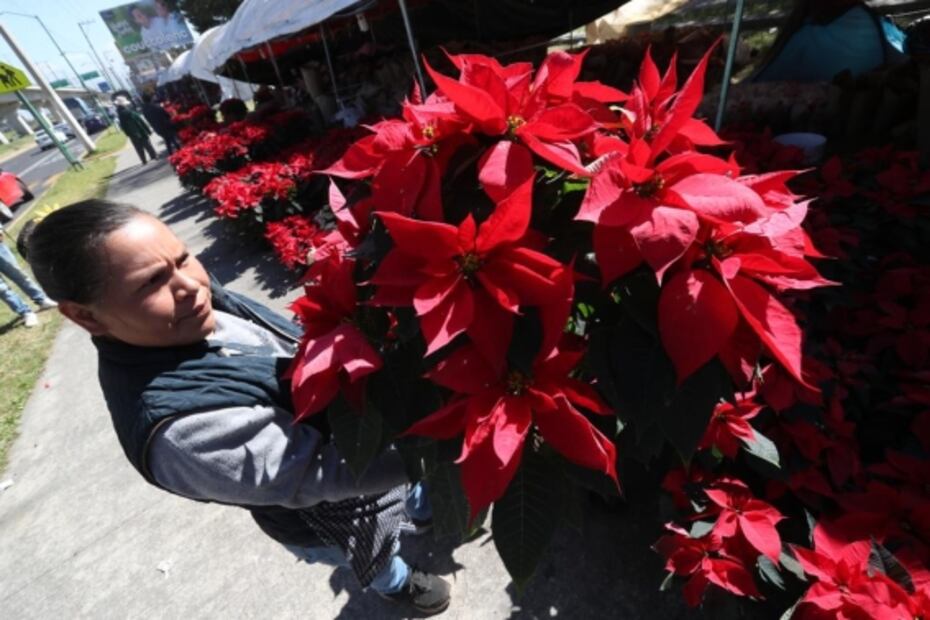 Arranca la venta de Nochebuenas en el Edomex; prevén derrama económica de 50 mdp