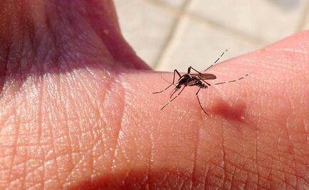 Reaparecen casos de chikungunya en Yucatán