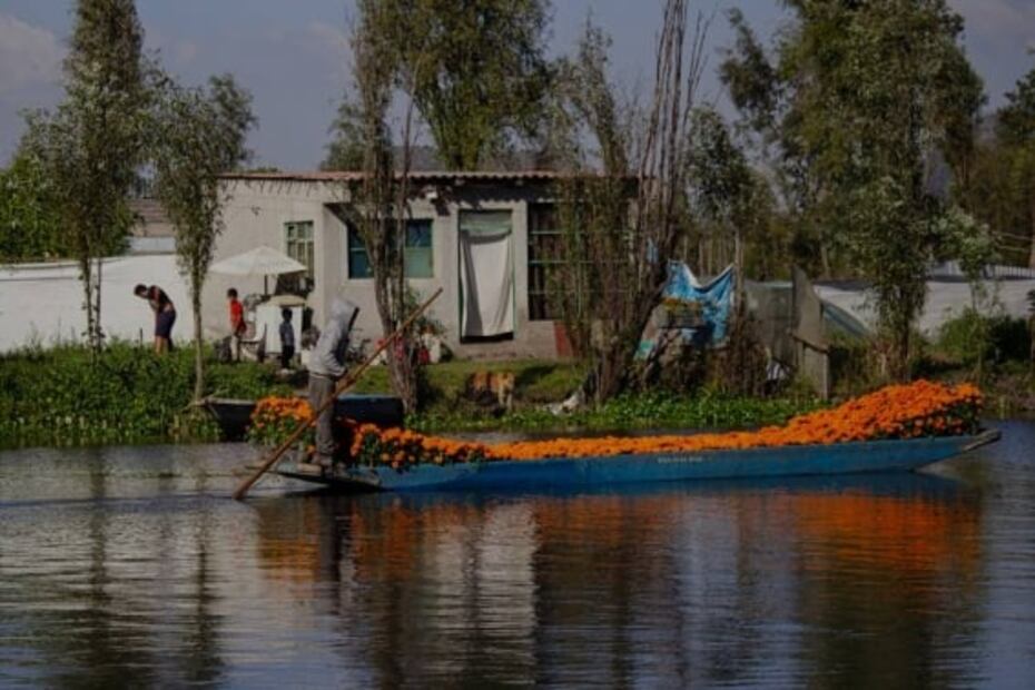 Cempasúchil llena de vida a Xochimilco