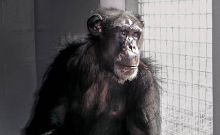 EU pone fin al uso de chimpancés para investigación