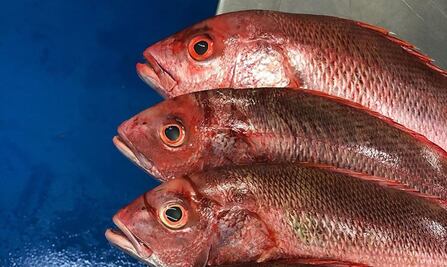 Beneficios de consumir huachinango