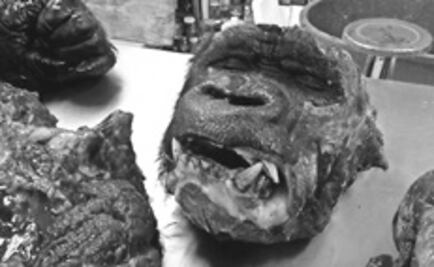 Destazado, cuerpo de gorila Bantú