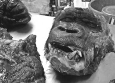 Destazado, cuerpo de gorila Bantú