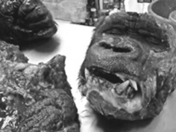 Destazado, cuerpo de gorila Bantú