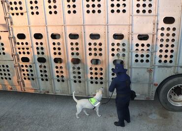 Emiten alerta por gusano barrenador en ganado importado a México; Sader establece medidas preventivas