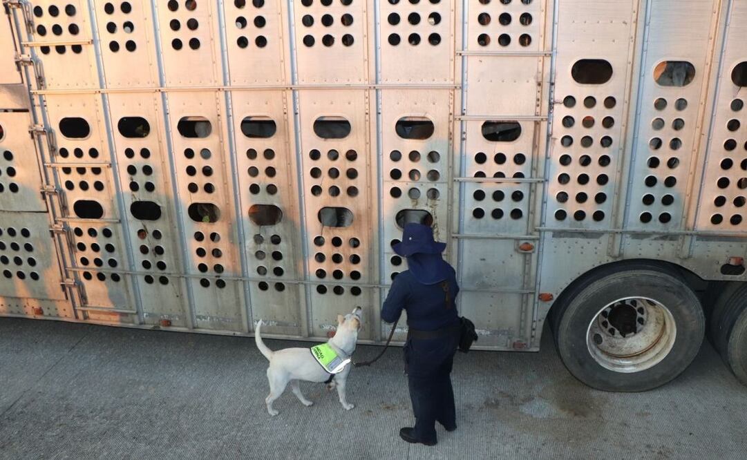 Esta tarde, emitieron alerta por gusano barrenador en ganado importado a México. Foto: Especial