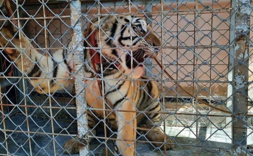 Aseguran tigre de Bengala en cateo a domicilio en Pitiquito, Sonora