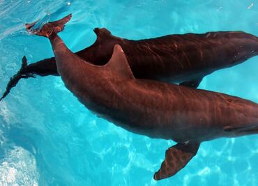 Entérate. ¿Cuántos delfinarios hay en México?