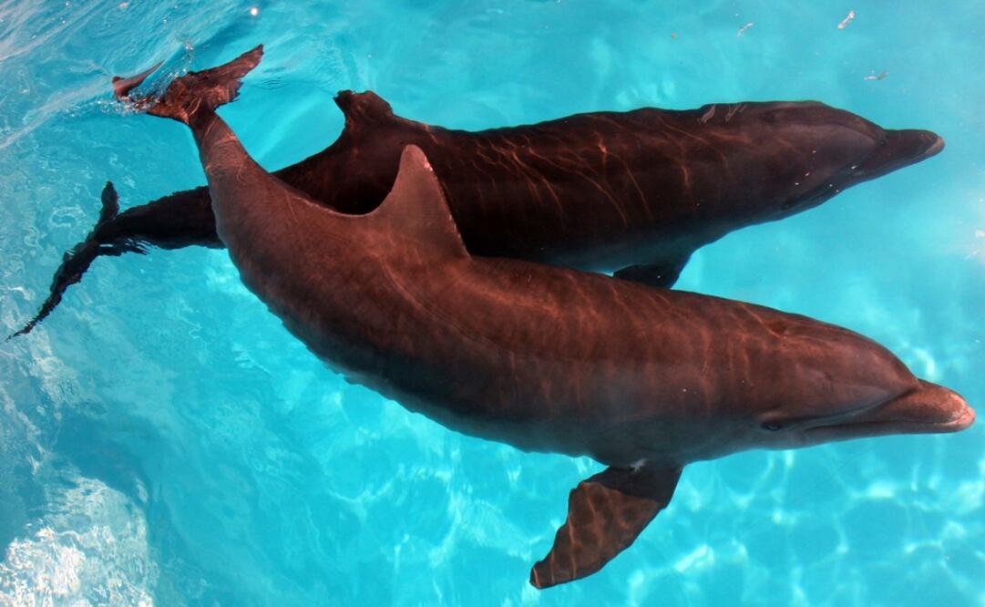 (Foto: Archivo - EL UNIVERSAL)