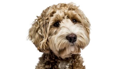 Cruza de labrador con poodle, un "frankenstein", dice su creador