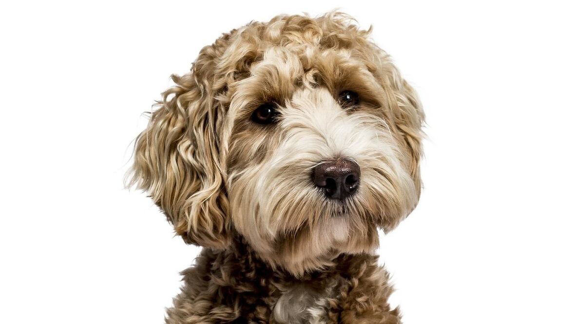 Getty / Los labradoodles son la raza resultante de mezclar labradores con "poodles"