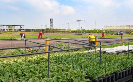 Vivero en Xochimilco abona al Reto Verde con 5 millones de plantas