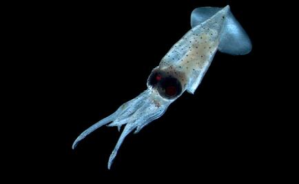 Giant squid spotted in the Gulf of Mexico