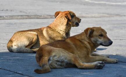Peritos analizan si niño de seis años murió por mordidas de perros en la Miguel Hidalgo