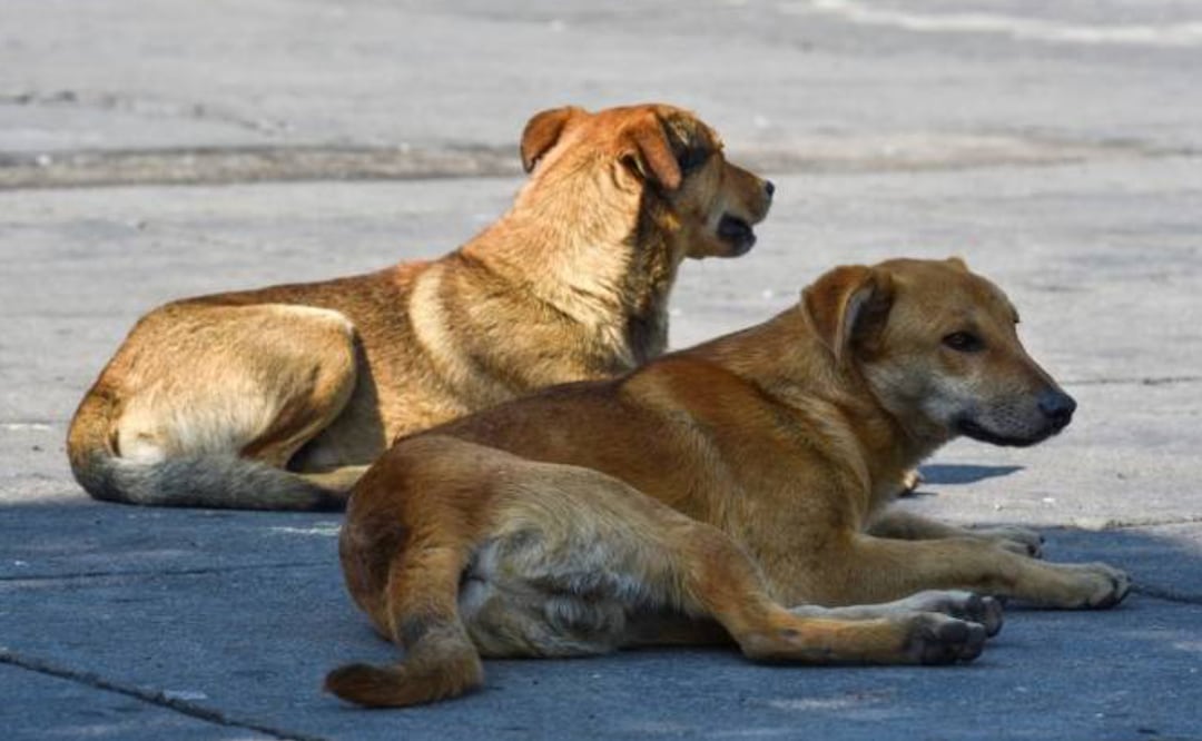 Foto: Cuartoscuro/ El Universal/ Los médicos forenses realizan los estudios pertinentes que iniciaron este jueves para encontrar la causa real de muerte del menor