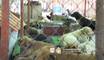 Clara Brugada rechaza convertir predio donde estaba el Refugio Franciscano en desarrollo inmobiliario; no se darán autorizaciones, afirma 