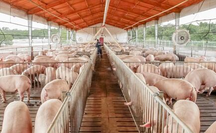 Ingresa a México primer cargamento de carne de cerdo alemana