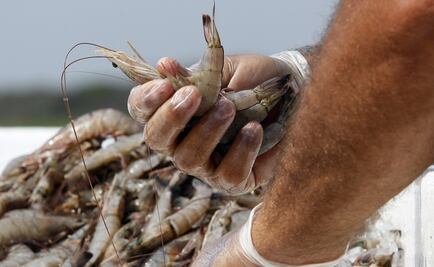 Mexican scientists develop hi-tech trawl gate for shrimp fishing