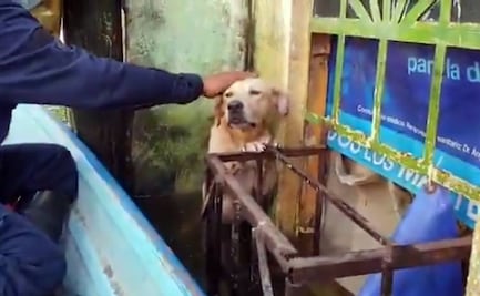 Marina adopta perrito que rescató en inundaciones de Tabasco