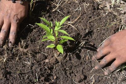 Avala Senado reforma constitucional que garantiza derecho a un medio ambiente sano