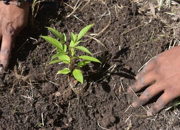 Avala Senado reforma constitucional que garantiza derecho a un medio ambiente sano