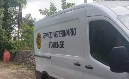 Buscan a responsable de envenenar mascotas en Ixil, Yucatán; asesinó a más de 10 animales de compañía