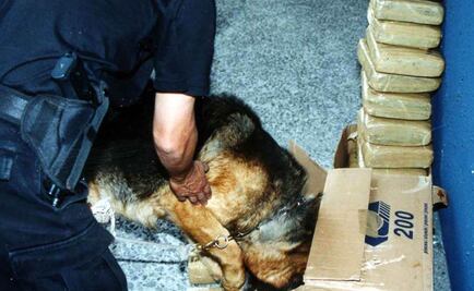 Binomios caninos detectan 50 kilos de mariguana en Mérida