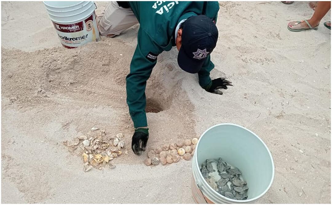 Nacen 30 tortugas en el Malecón de Progreso, Yucatán. Foto: Especial
