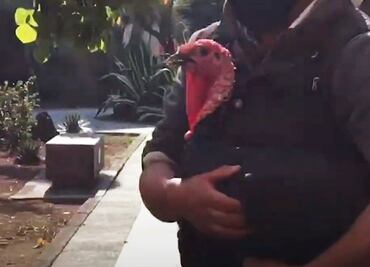 Muere Simón el “guajolote presidencial”; AMLO  lo indultó en 2020