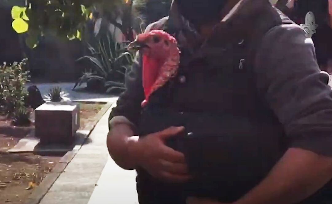 Simón, el guajolote presidencial fue regalado al político tabasqueño durante una de sus giras por el estado de Oaxaca. Foto: captura de pantalla