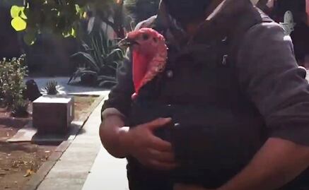 Muere Simón el “guajolote presidencial”; AMLO lo indultó en 2020