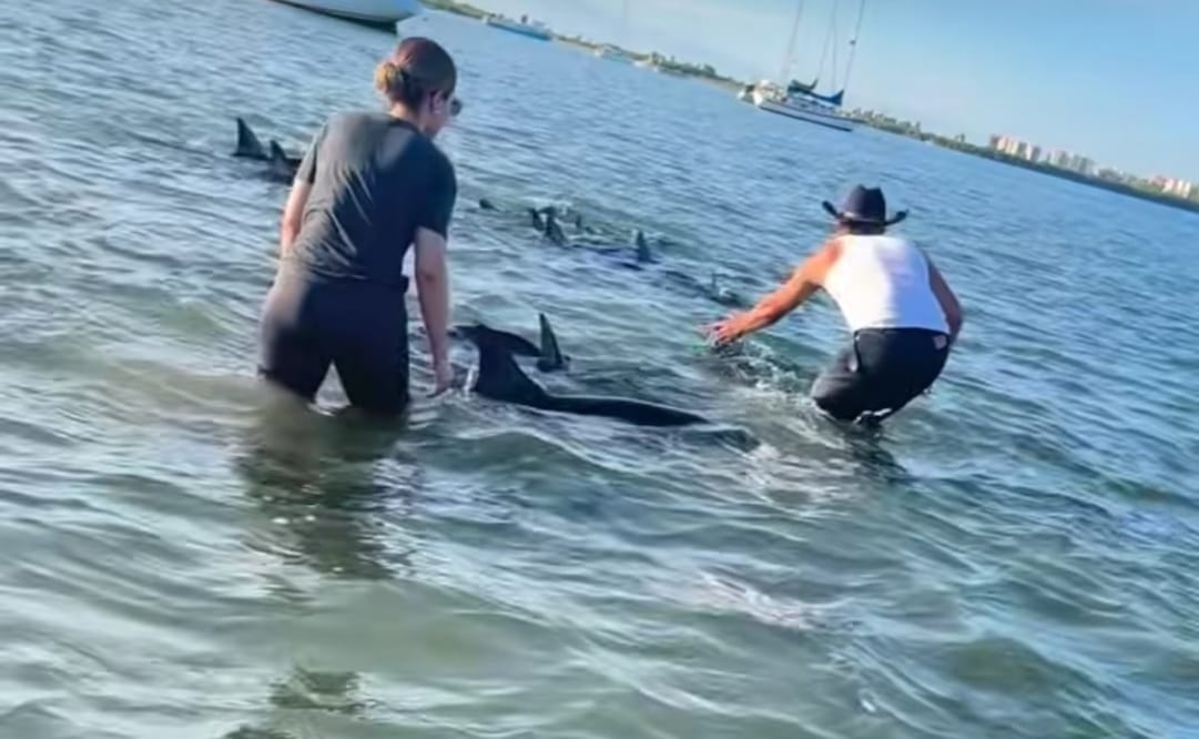 Ciudadanos rescatan delfines varados en el malecón de La Paz,BCS; cuerpos de emergencia rescatan a joven en el Cerro Atravesado.
Foto: Especial.