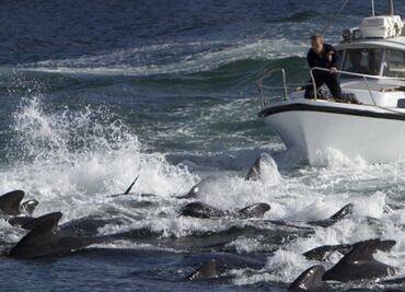 El enojo en las Islas Feroe por la matanza "récord" de más de mil 400 delfines en un día