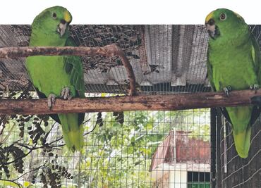 Pasean por Mérida 7 especies de loros