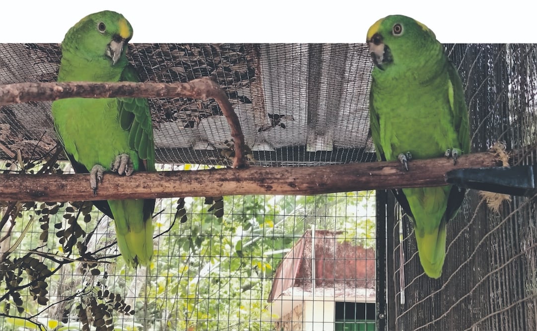 Durante seis meses los ciudadanos de Mérida realizaron un total de mil 597 avistamientos de loros, en un ejercicio de ciencia ciudadana único en todo el país. Fotos: de Yazmín Rodríguez