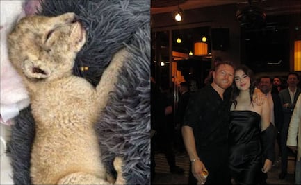 Critican a hija del Canelo Álvarez por mostrar a un cachorro de león como mascota