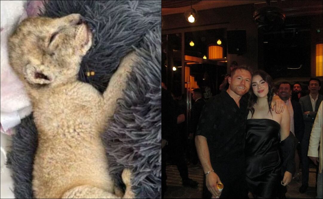 Critican a hija del Canelo por tener un león como mascota / Foto: Especiales