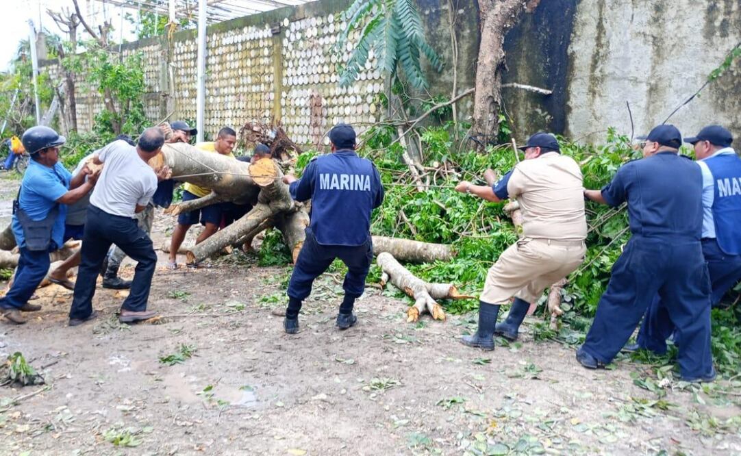Levantamiento de arboles caídos Foto: Marina