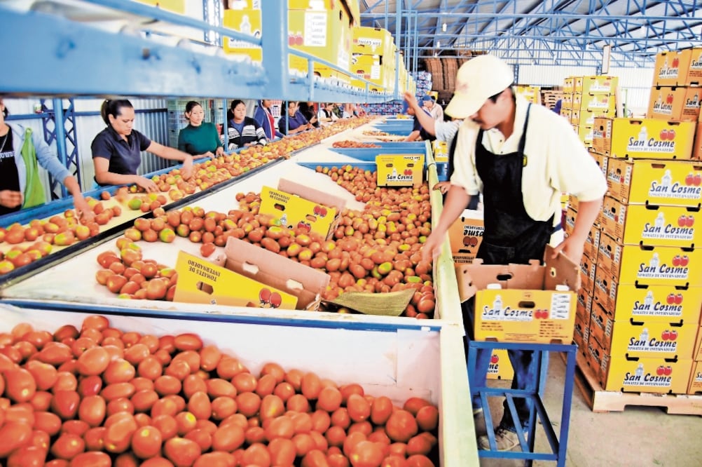 Estados Unidos impuso el cobro de un arancel de 17.5% al jitomate mexicano, porque supuestamente se vendía por debajo del precio real. / ARCHIVO EL UNIVERSAL