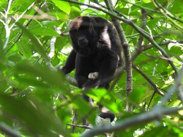 Liberan a 30 monos aulladores en zona selvática del sur de Veracruz; se trata de una especie en peligro de extinción