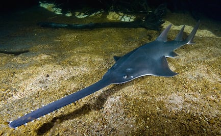 El pez sierra se enfrenta a la extinción