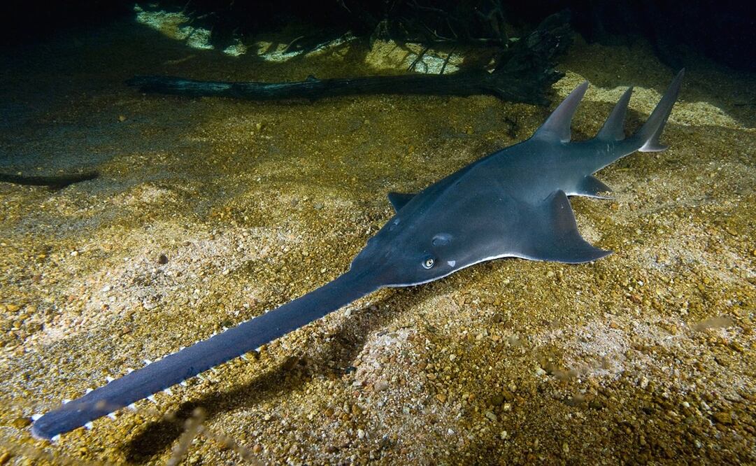 Foto: SFU/DAVID WACKENFELT vía Europa Press