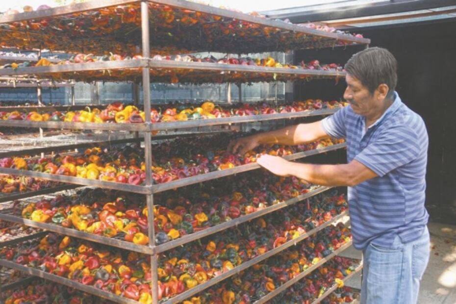 Chilhuacle, el renacer del chile oaxaqueño