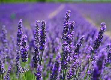 5 plantas medicinales a tener en casa que son un "alivio" para tu salud