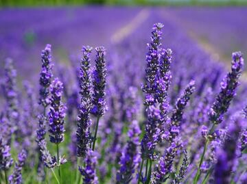 5 plantas medicinales a tener en casa que son un "alivio" para tu salud