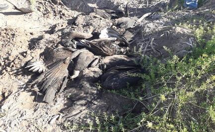 Mueren aves de rapiña por comer pieles de cerdo con veneno para rata en Sinaloa