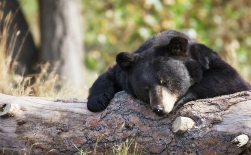 Oso negro: 12 datos sobre una especie en peligro que vive en México